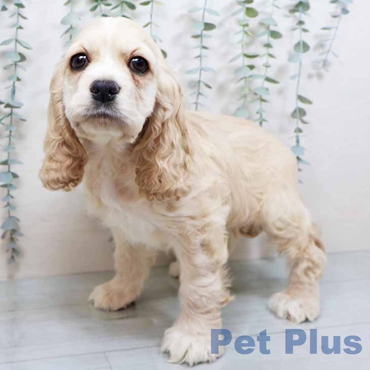 アメリカン・コッカー・スパニエル