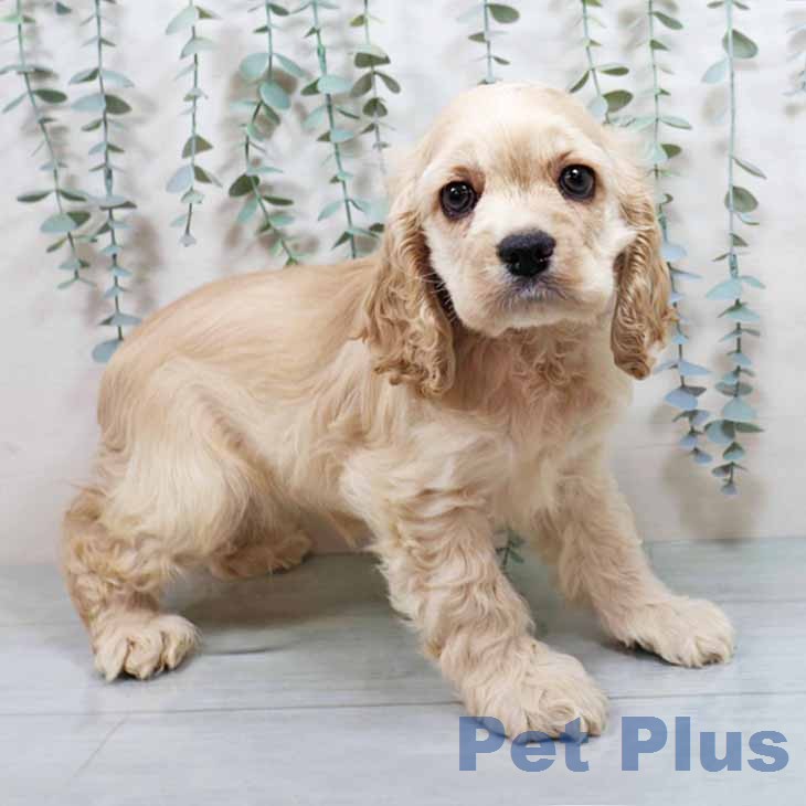兵庫県のアメリカンコッカースパニエル (ペットプラス 神戸三宮店/2026年1月10日生まれ/女の子/バフ)の子犬