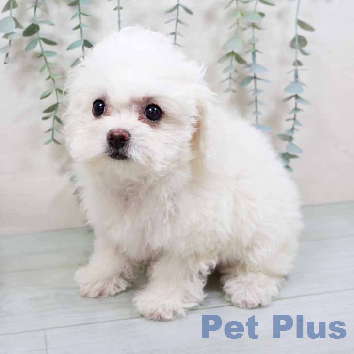 ビション・フリーゼの写真2