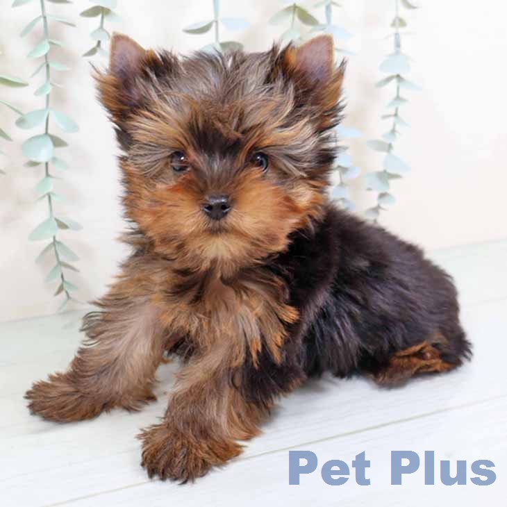 大阪府のヨークシャーテリア (ペットプラス イオン大日店/2026年1月4日生まれ/男の子/スチールブルータン)の子犬