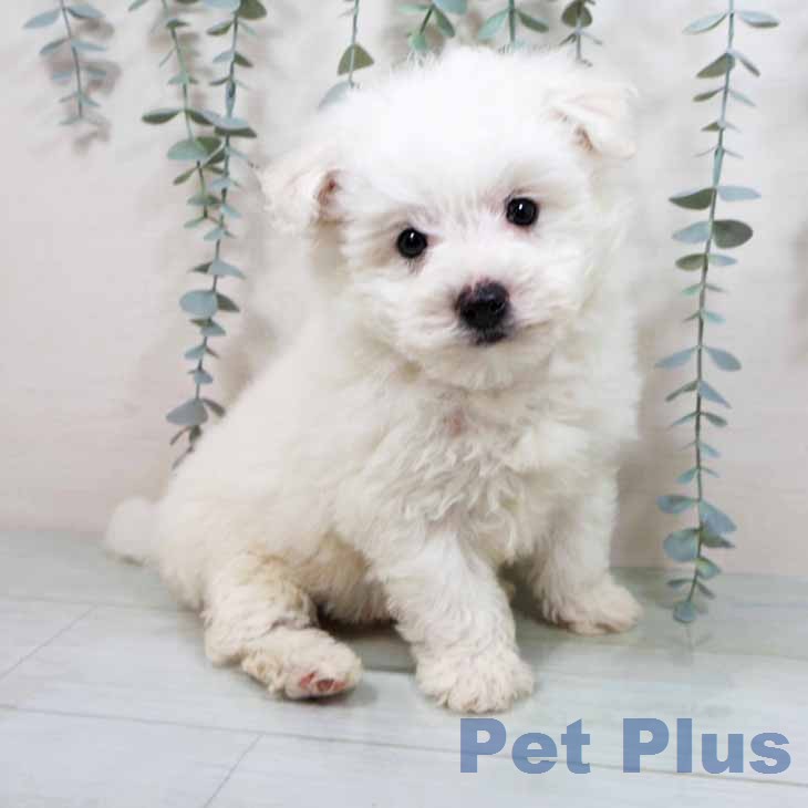 ビション・フリーゼ