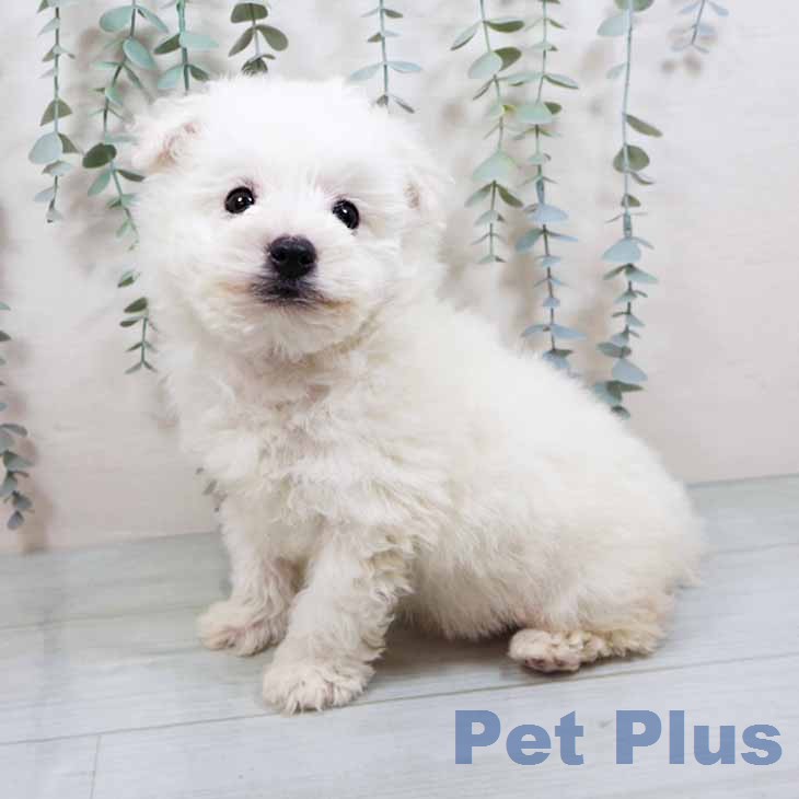 ビション・フリーゼの写真2