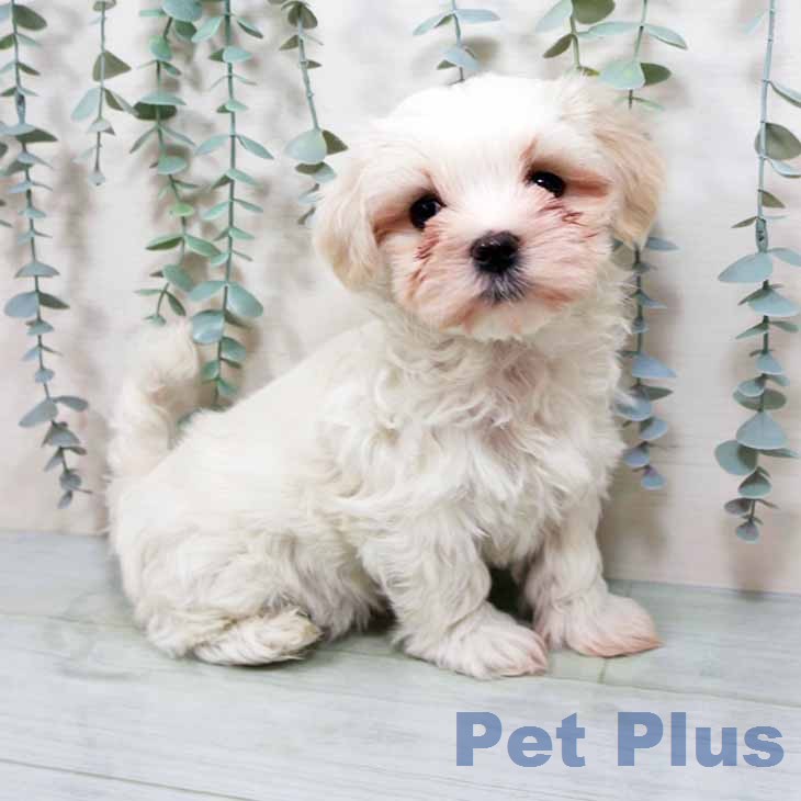 大阪府のマルチーズ (ペットプラス 堺鉄砲町店/2026年1月10日生まれ/男の子/ホワイト)の子犬の2枚目の画像