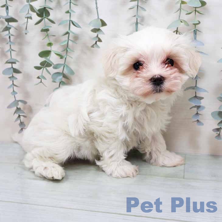 兵庫県のマルチーズ (ペットプラス 明石店/2026年1月10日生まれ/女の子/ホワイト)の子犬の1枚目の画像