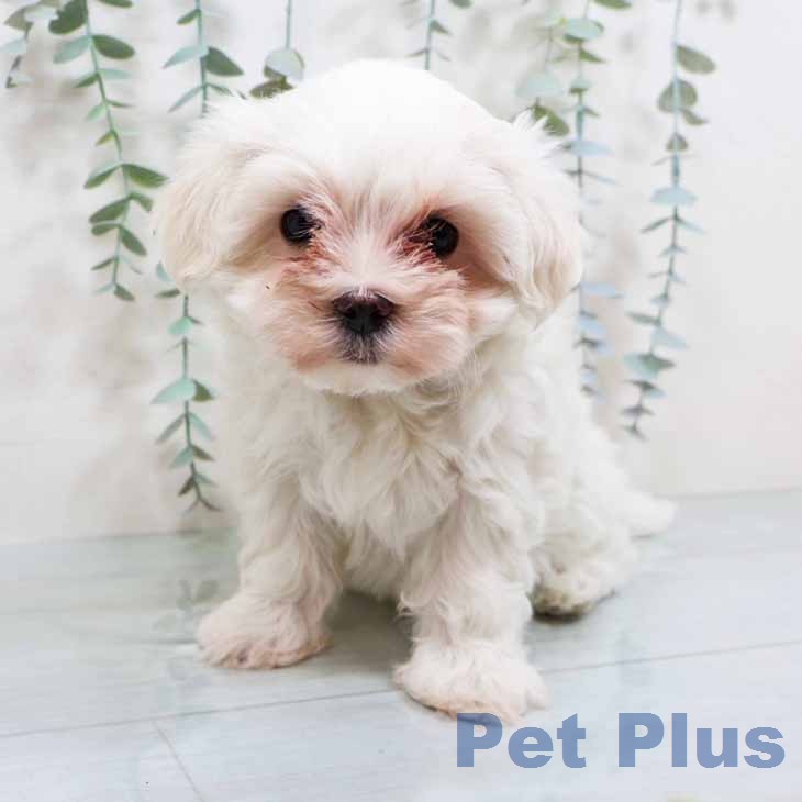 兵庫県のマルチーズ (ペットプラス 明石店/2026年1月10日生まれ/女の子/ホワイト)の子犬の2枚目の画像