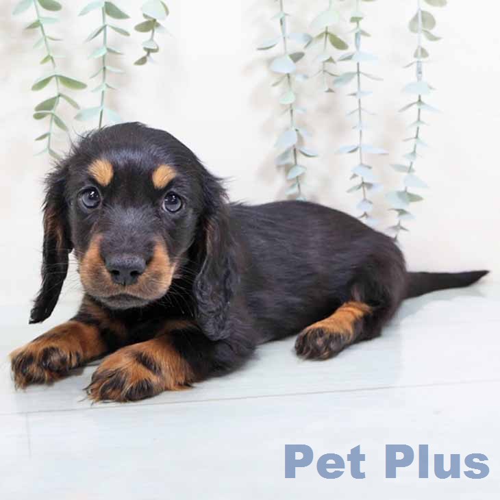 ミニチュア・ダックスフンド