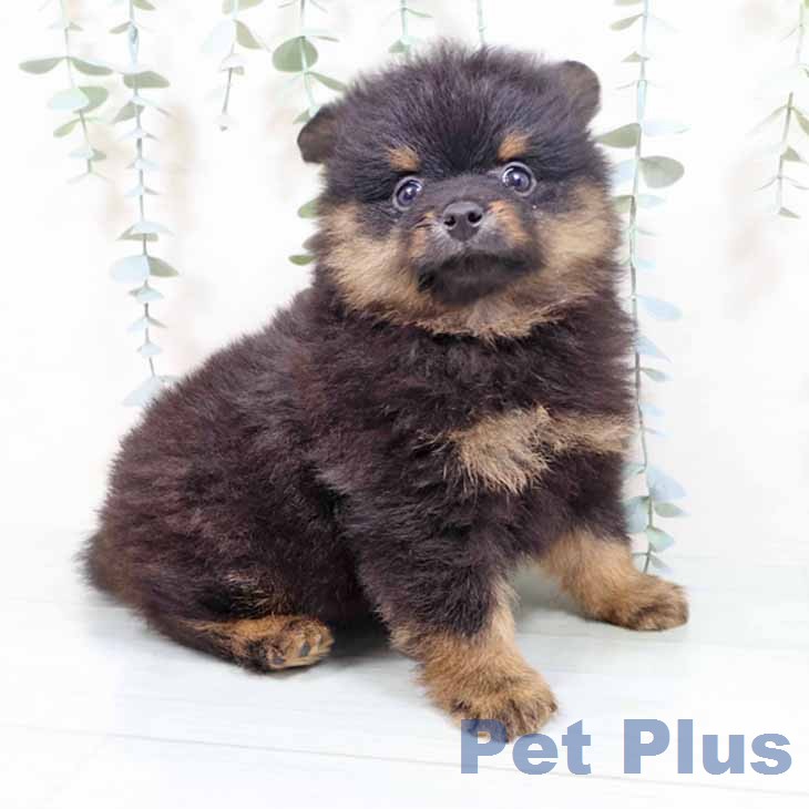大阪府のポメラニアン (ペットプラス ららぽーと和泉店/2026年1月12日生まれ/男の子/ブラックタン)の子犬の1枚目の画像