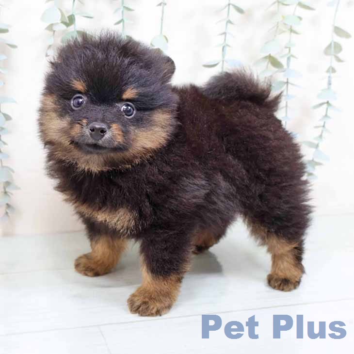 大阪府のポメラニアン (ペットプラス ららぽーと和泉店/2026年1月12日生まれ/男の子/ブラックタン)の子犬の2枚目の画像