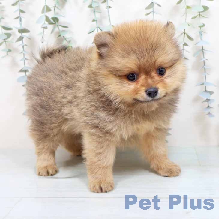 ポメラニアンの写真2