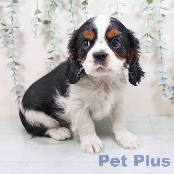 キャバリア・キングチャールズ・スパニエル