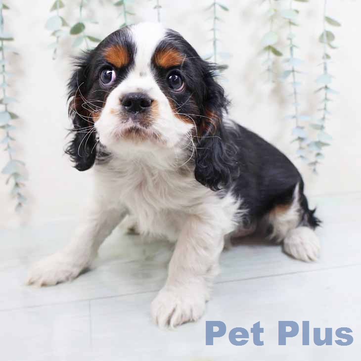 キャバリア・キングチャールズ・スパニエルの写真2