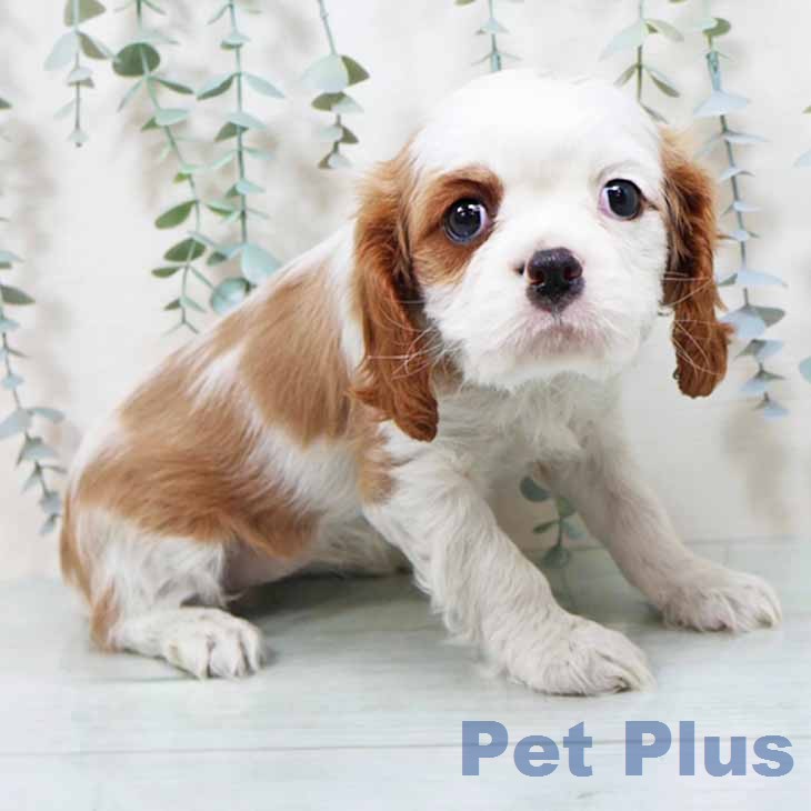 キャバリア・キングチャールズ・スパニエルの写真2