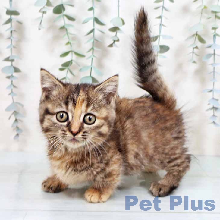 大阪府のマンチカン (ペットプラス イオン大日店/2026年1月2日生まれ/女の子/ブラウンパッチドタビー)の子猫