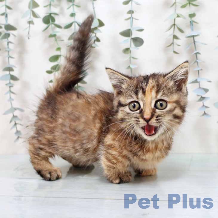 大阪府のマンチカン (ペットプラス イオン大日店/2026年1月2日生まれ/女の子/ブラウンパッチドタビー)の子猫の2枚目の画像