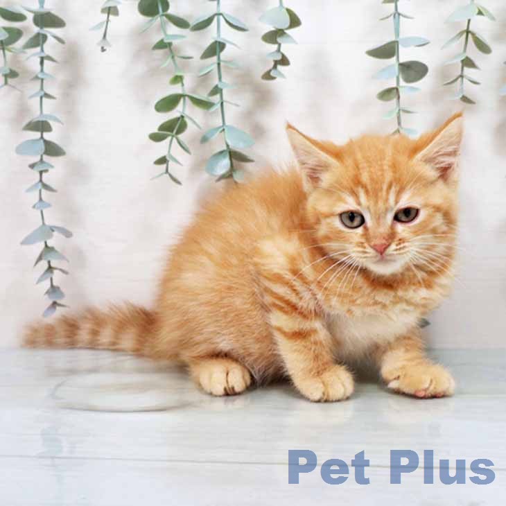 大阪府のマンチカン (ペットプラス りんくう泉南店/2026年1月2日生まれ/男の子/レッドタビー)の子猫の1枚目の画像