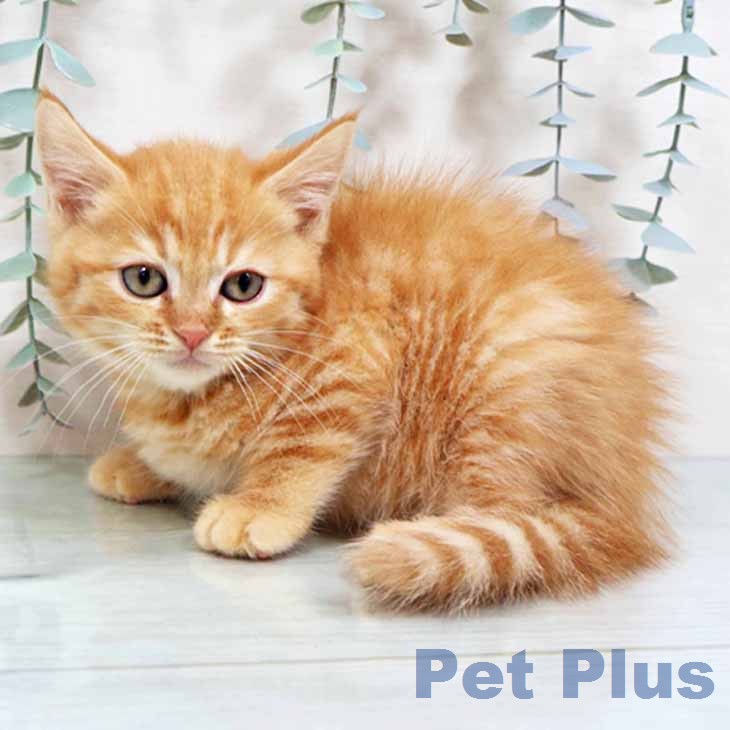 大阪府のマンチカン (ペットプラス りんくう泉南店/2026年1月2日生まれ/男の子/レッドタビー)の子猫の2枚目の画像