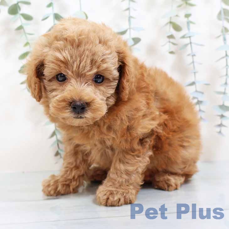 トイ・プードル