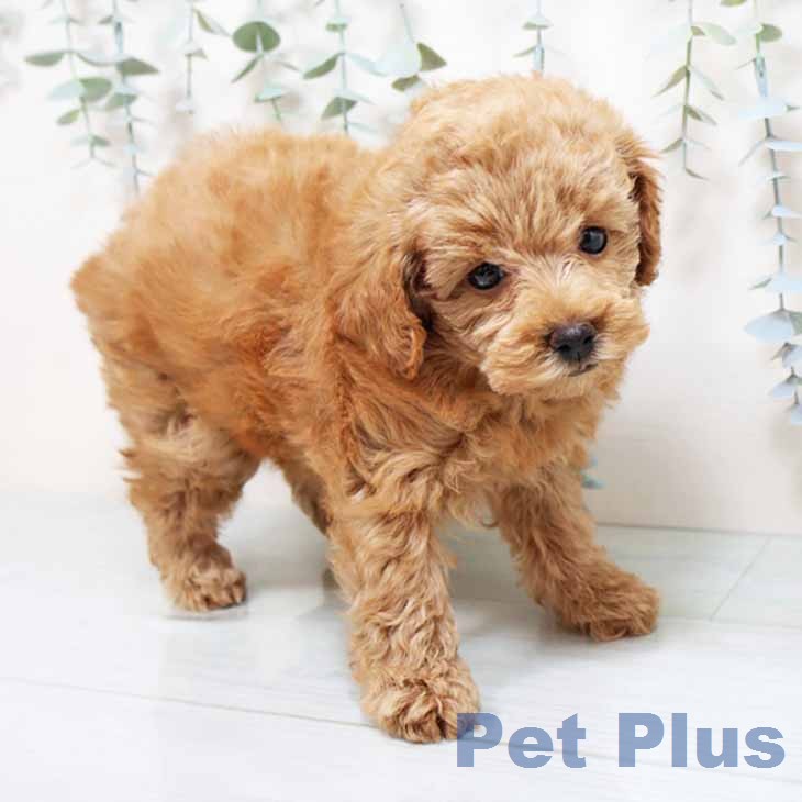 トイ・プードルの写真2