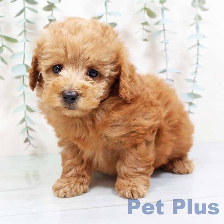 トイ・プードルの写真2