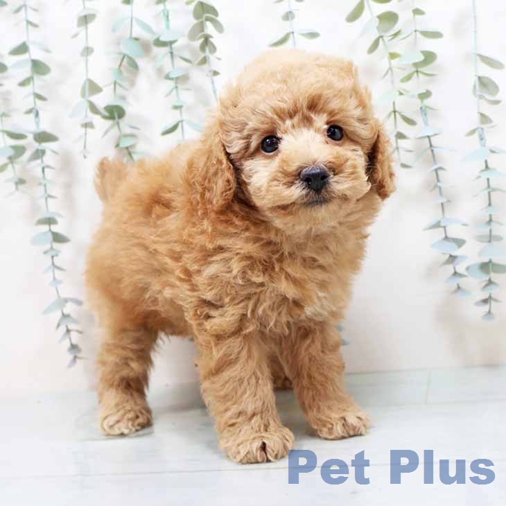 京都府のトイプードル(トイ) (ペットプラス 醍醐店/2026年1月11日生まれ/男の子/オレンジフォーン)の子犬の1枚目の画像