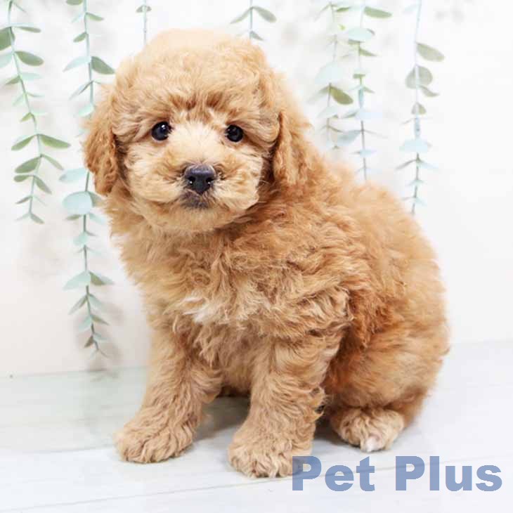 京都府のトイプードル(トイ) (ペットプラス 醍醐店/2026年1月11日生まれ/男の子/オレンジフォーン)の子犬の2枚目の画像