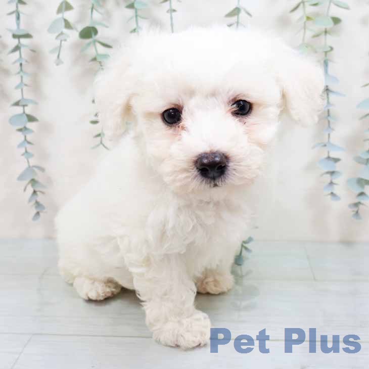 ビション・フリーゼ