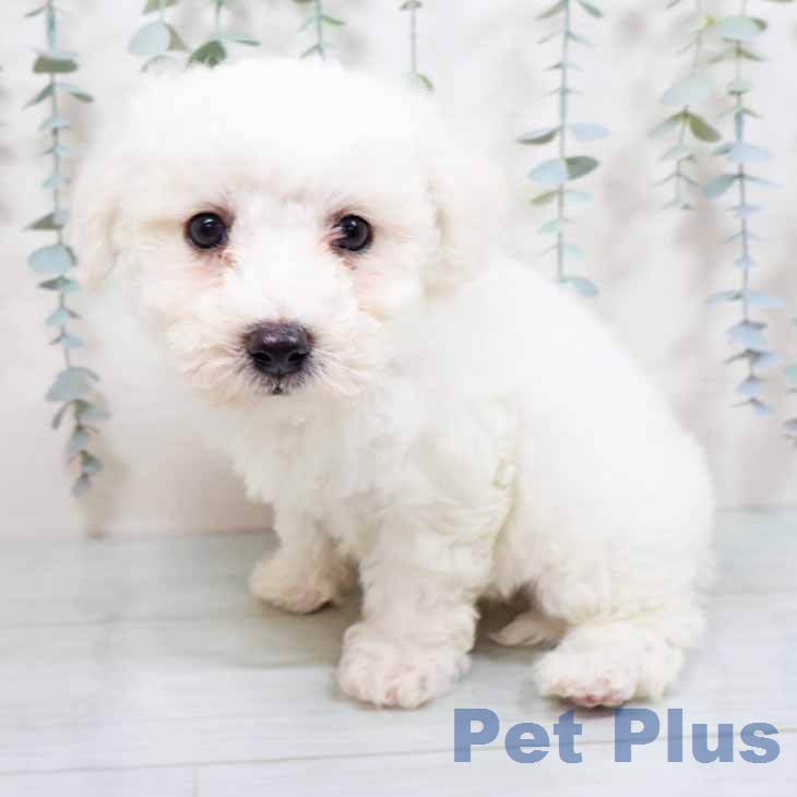 ビション・フリーゼの写真2