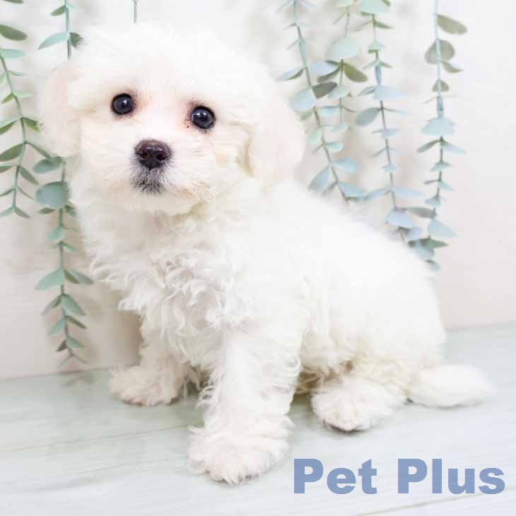 ビション・フリーゼ