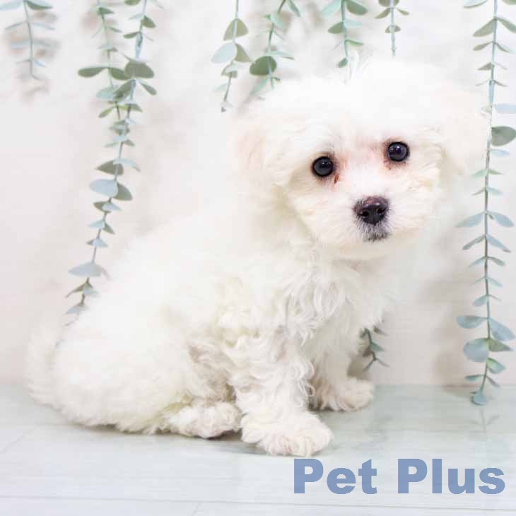 ビション・フリーゼの写真2