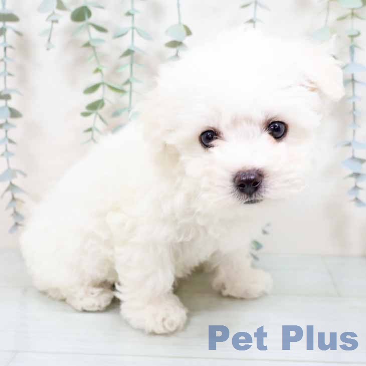 ビション・フリーゼの写真2