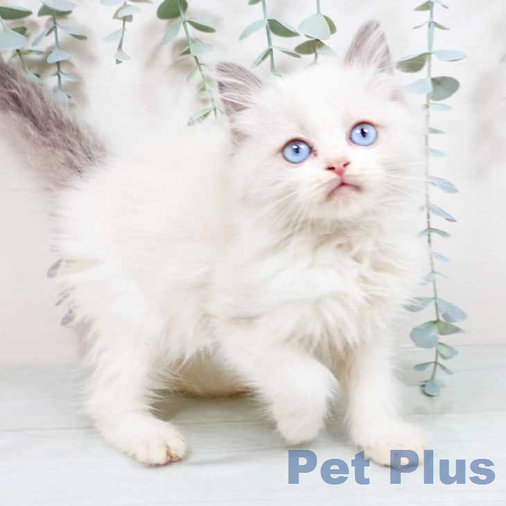 ラグドールの写真2