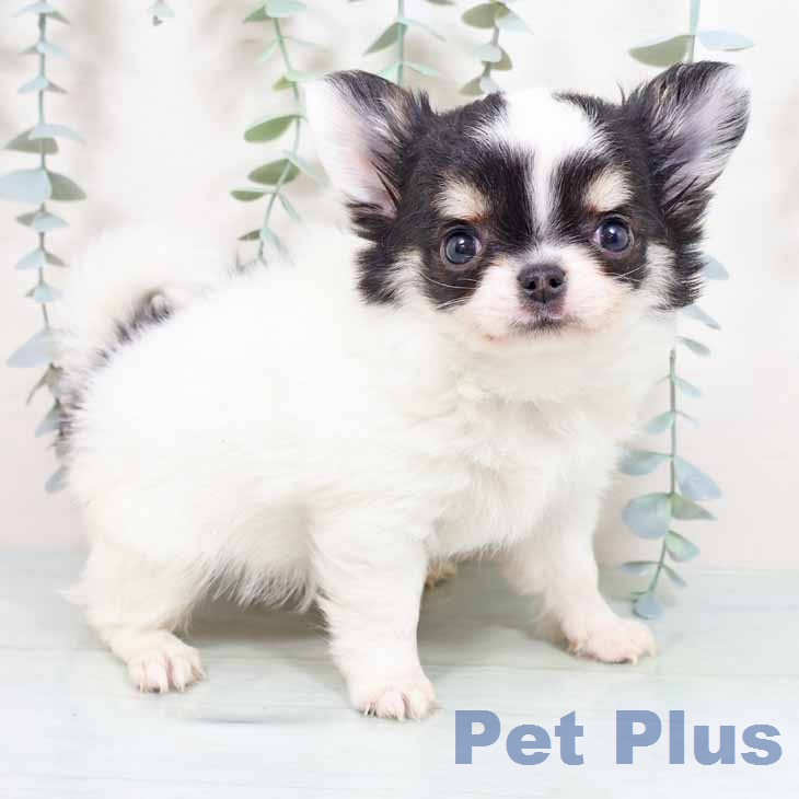 京都府のチワワ(ロング) (ペットプラス 久御山店/2026年1月13日生まれ/女の子/ホワイトブラックタン)の子犬の1枚目の画像