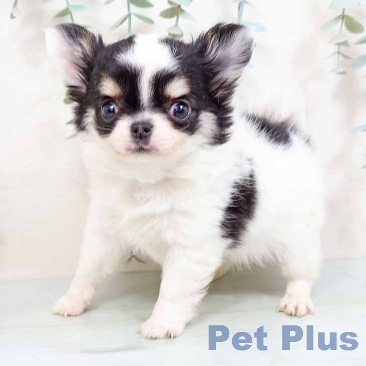 京都府のチワワ(ロング) (ペットプラス 久御山店/2026年1月13日生まれ/女の子/ホワイトブラックタン)の子犬の2枚目の画像