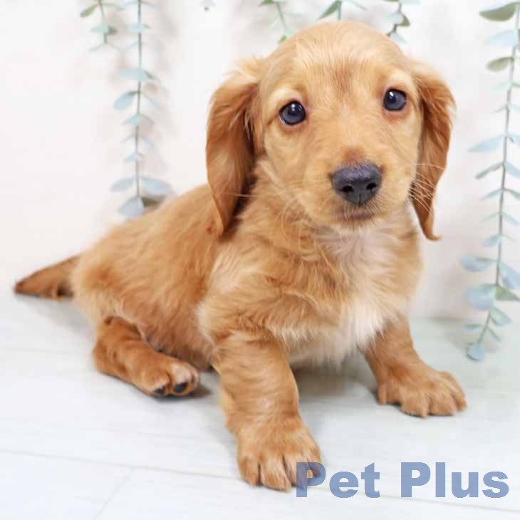 ミニチュア・ダックスフンド