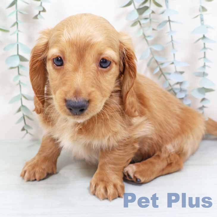 大阪府のミニチュアダックスフンド(ロング) (ペットプラス 四條畷店/2026年1月14日生まれ/男の子/イエロー)の子犬の2枚目の画像