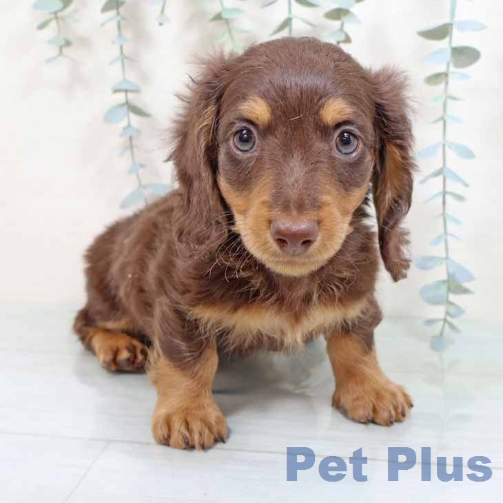 ミニチュア・ダックスフンドの写真2