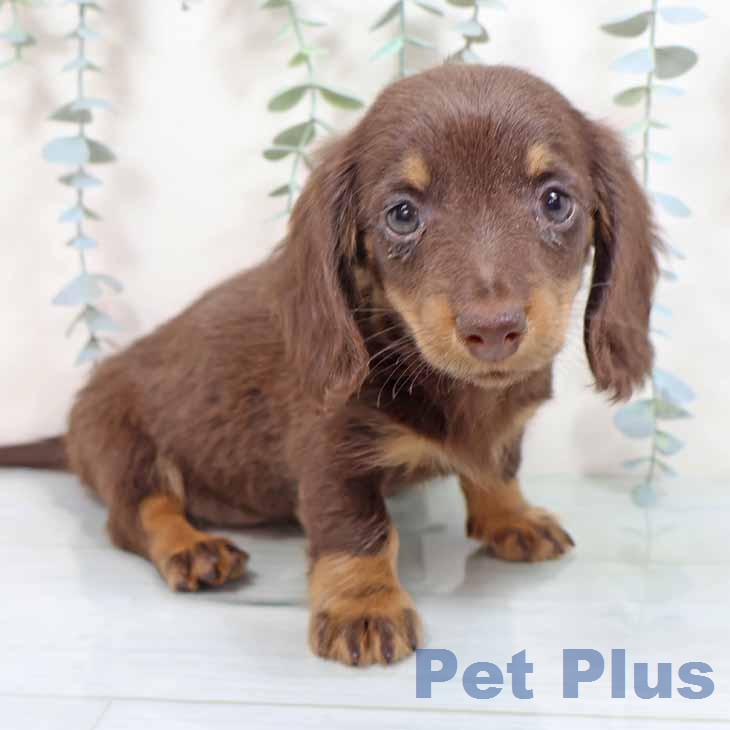 ミニチュア・ダックスフンド