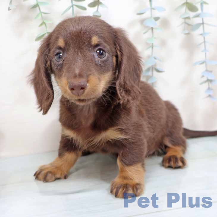 ミニチュア・ダックスフンドの写真2