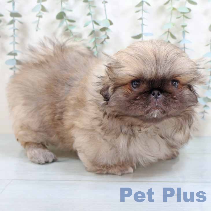 ペキニーズの写真2