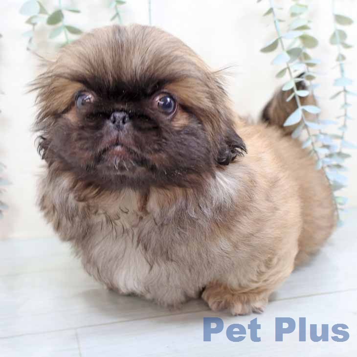 ペキニーズの写真2