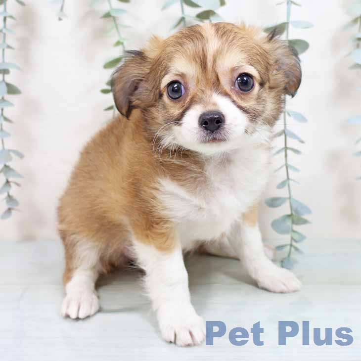 大阪府のチワワ(ロング) (ペットプラス 松原店/2026年1月12日生まれ/女の子/レッドホワイト)の子犬の1枚目の画像