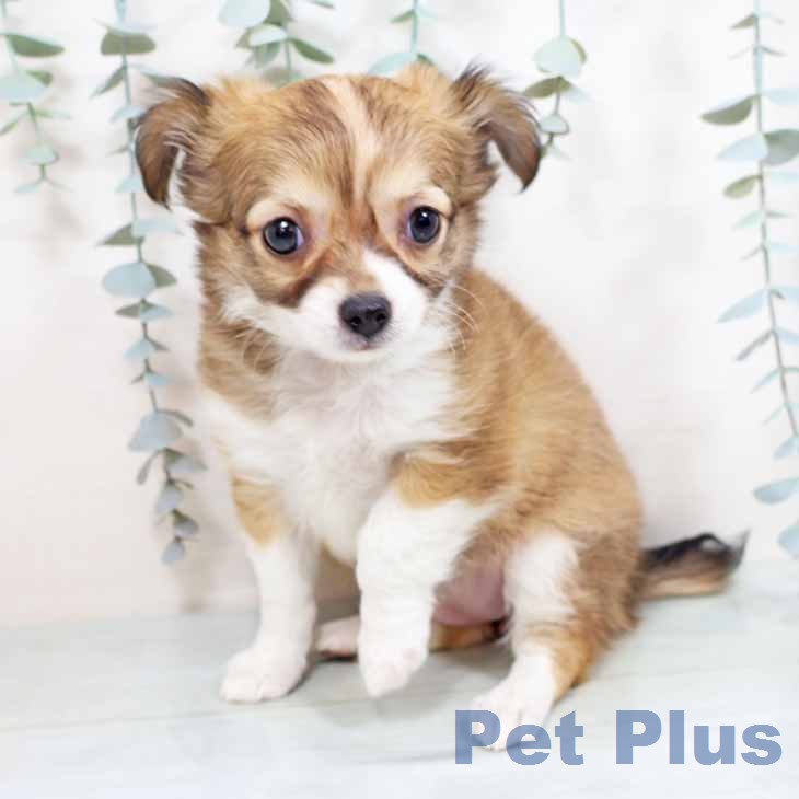 大阪府のチワワ(ロング) (ペットプラス 松原店/2026年1月12日生まれ/女の子/レッドホワイト)の子犬の2枚目の画像