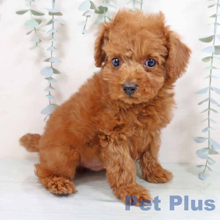 トイ・プードル