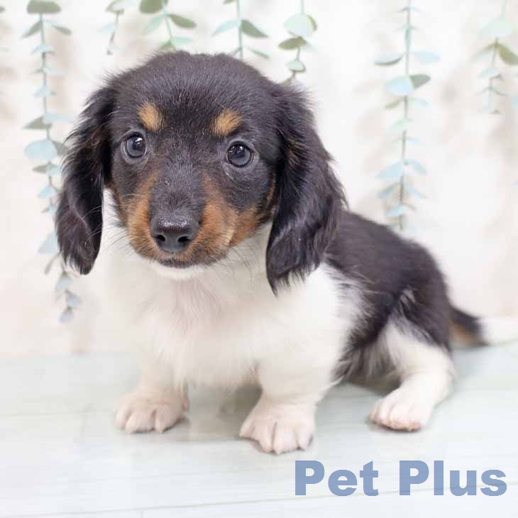 ミニチュア・ダックスフンドの写真2