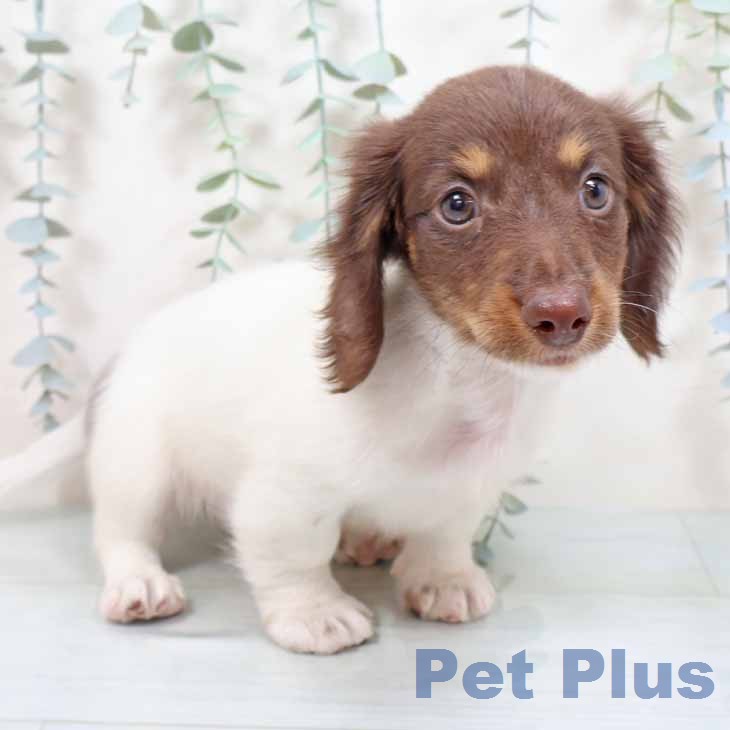 ミニチュア・ダックスフンドの写真2