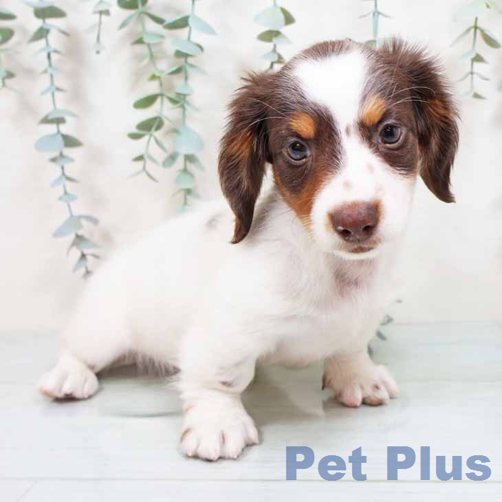 ミニチュア・ダックスフンド