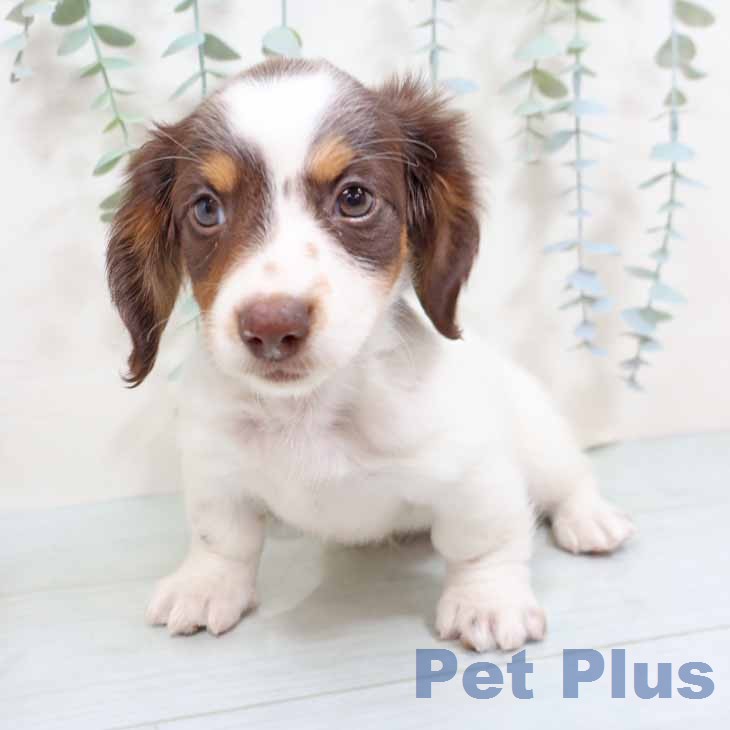 ミニチュア・ダックスフンドの写真2