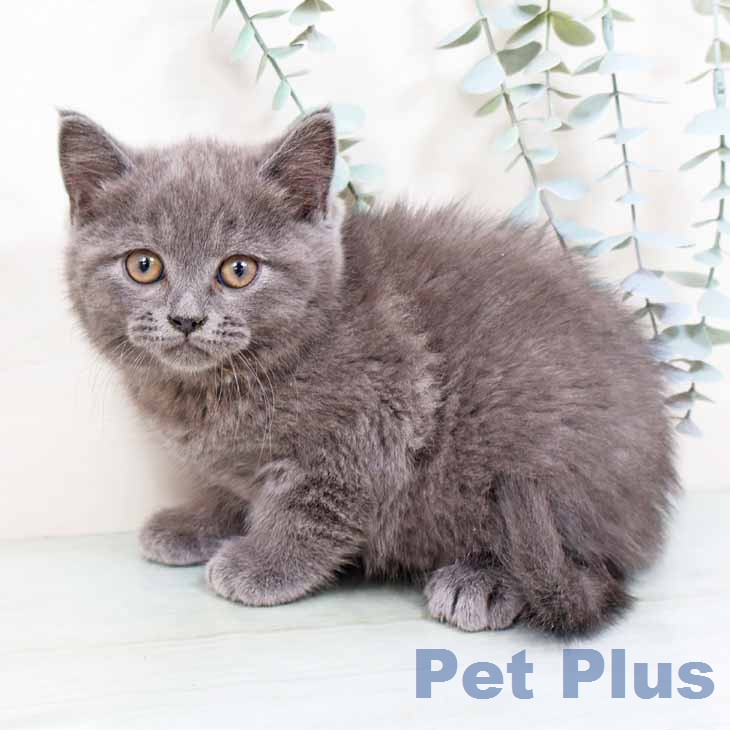 ブリティッシュショートヘア