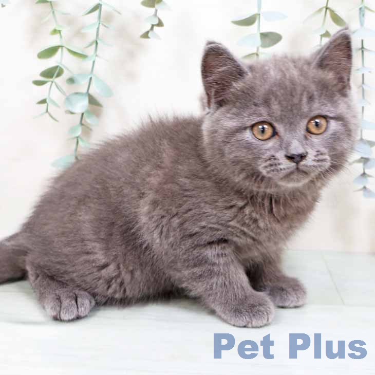 ブリティッシュショートヘアの写真2