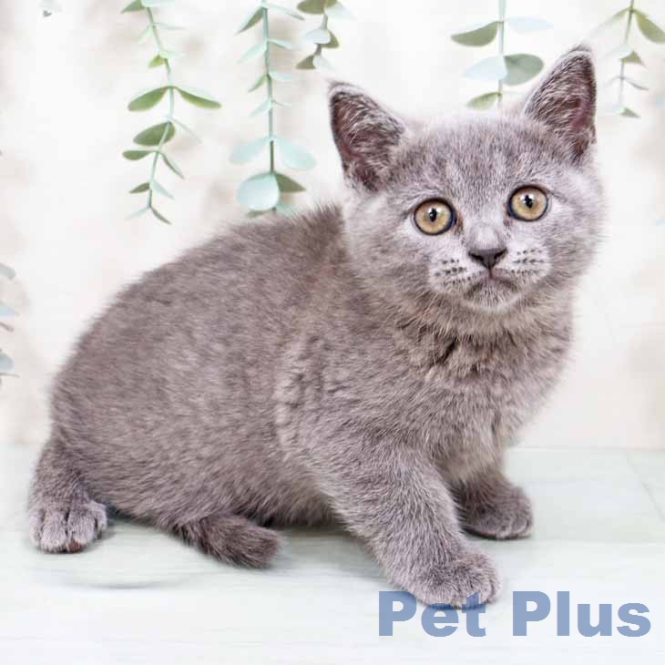 ブリティッシュショートヘアの写真1